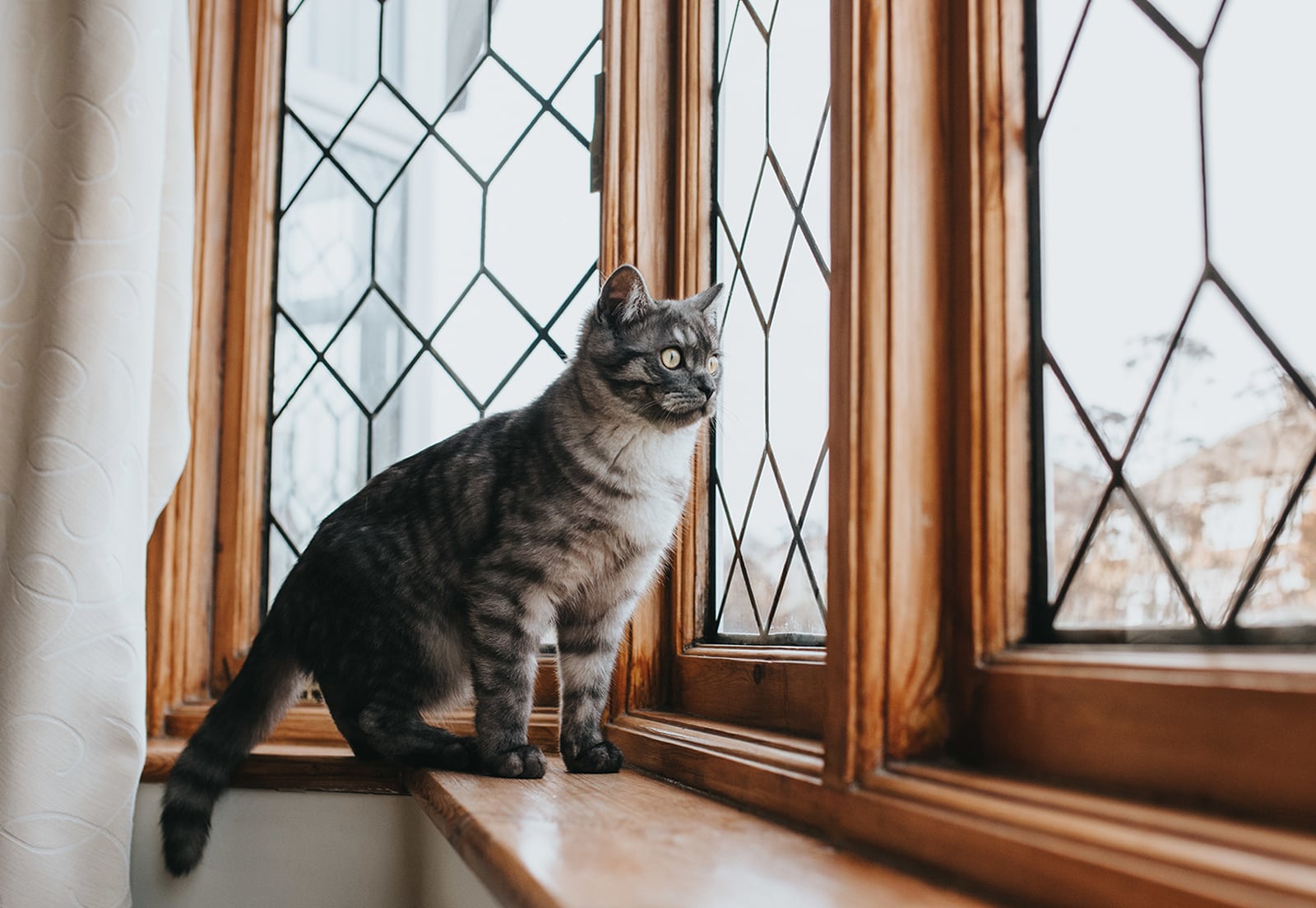 Деревянные окна в квартире 